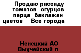 Продаю рассаду томатов, огурцов, перца, баклажан, цветов  - Все города  »    . Ненецкий АО,Выучейский п.